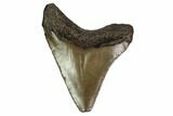 Juvenile Megalodon Tooth - Georgia #158811-1